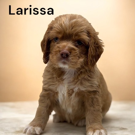 puppy, for, sale, Cocker Spaniel, Joe & Cherri  Overlease, dog, breeder, Miller, MO, dog-breeder, puppy-for-sale, forsale, nearby, find, puppyfind, locator, puppylocator, aca